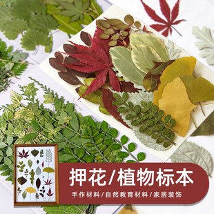 饰干花 真树叶植物标本幼儿园手工贴画压花干花diy材料写真贴脸装