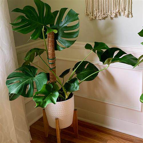 速发椰棕竹龟背棒支箩杆绿撑爬藤支架植物攀爬柱椰丝固定架花架棕