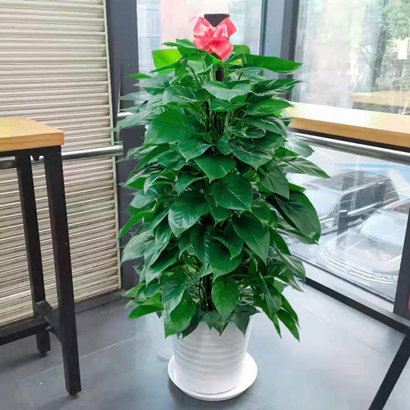 速发大型绿盆绿箩柱客厅落地萝乔绿植室内办公室家养植物开业栽迁