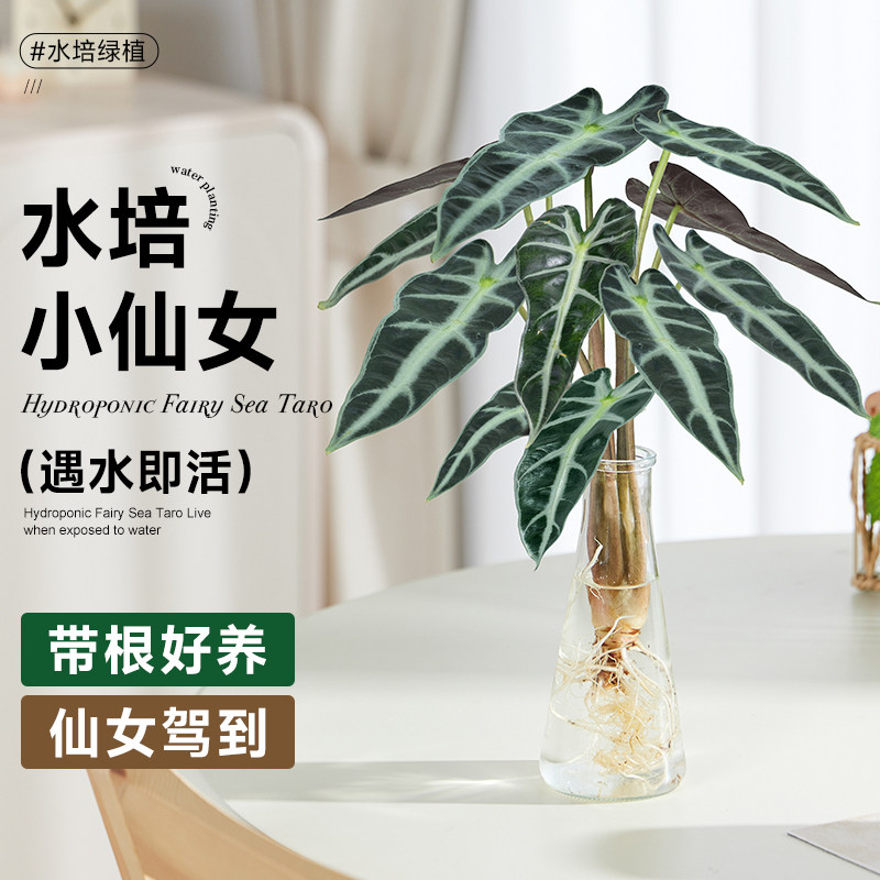 速发小仙水培养人室内客厅绿植花卉办公室桌面盆栽懒物水植花