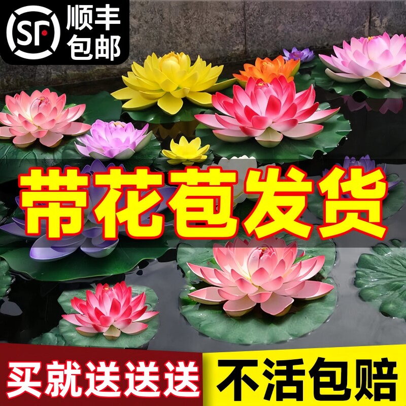 速发栽莲水培植物荷花带花水池花莲花根块水养塘卉盆睡碗莲花根茎