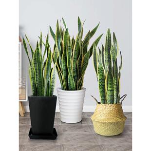 虎皮兰金边虎尾兰大盆栽办公室绿植大型室内客厅阳台多肉家养植物