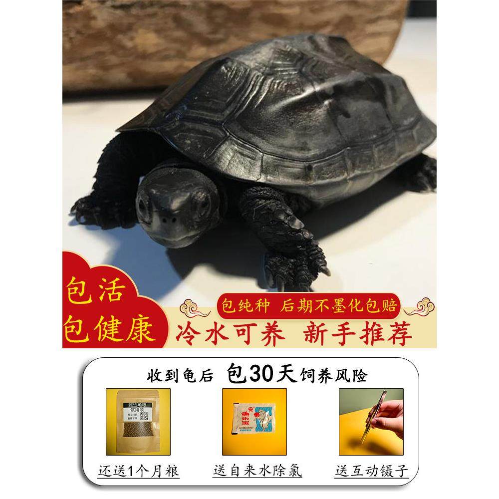 纯种乌龟顶墨龟全黑中华草龟冷水宠物龟温驯龟活体活物公龟聪明龟,宠物/宠物食品及用品,龟/鳖,淘宝优惠券,粉丝福利购,淘宝优惠卷