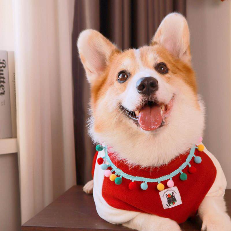 柯基柴犬串串田园犬加绒加厚奥粒绒T恤宠物衣服毛绒衣服