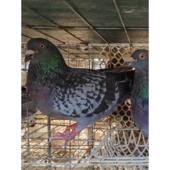 鸽子活体信鸽一对原配种鸽瓦灰青年肉鸽黑金刚鸽子苗土鸽白羽王鸽