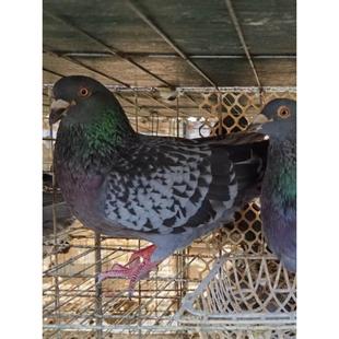 鸽子活体信鸽一对原配种鸽瓦灰青年肉鸽黑金刚鸽子苗土鸽白羽王鸽