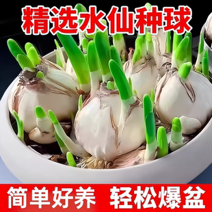 水仙花种球特大漳州重瓣水仙花水培盆栽春节开郁金香室内植物花卉