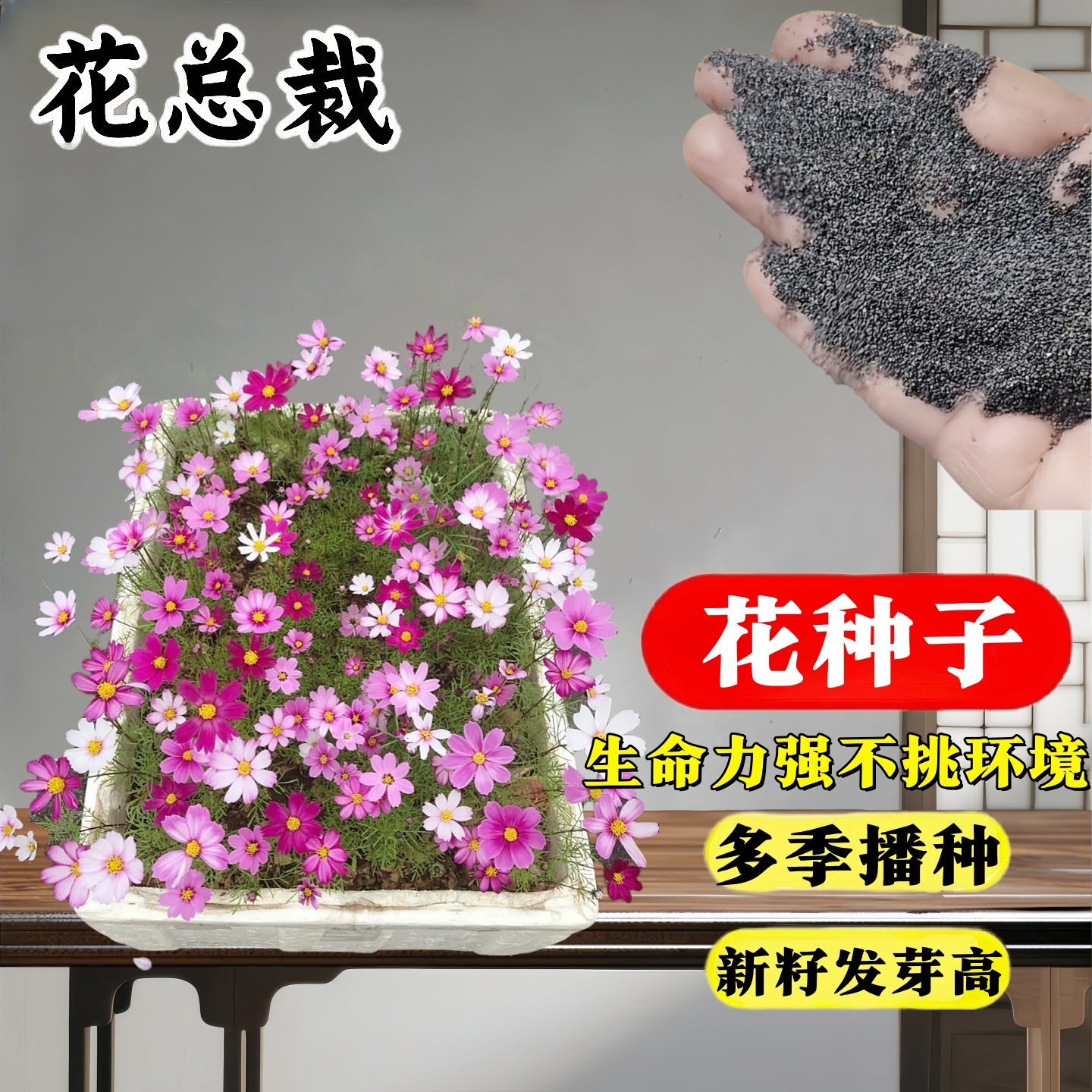 花种子重瓣太阳花种孑紫色植物四季播种矮生开花种子籽室内外花卉