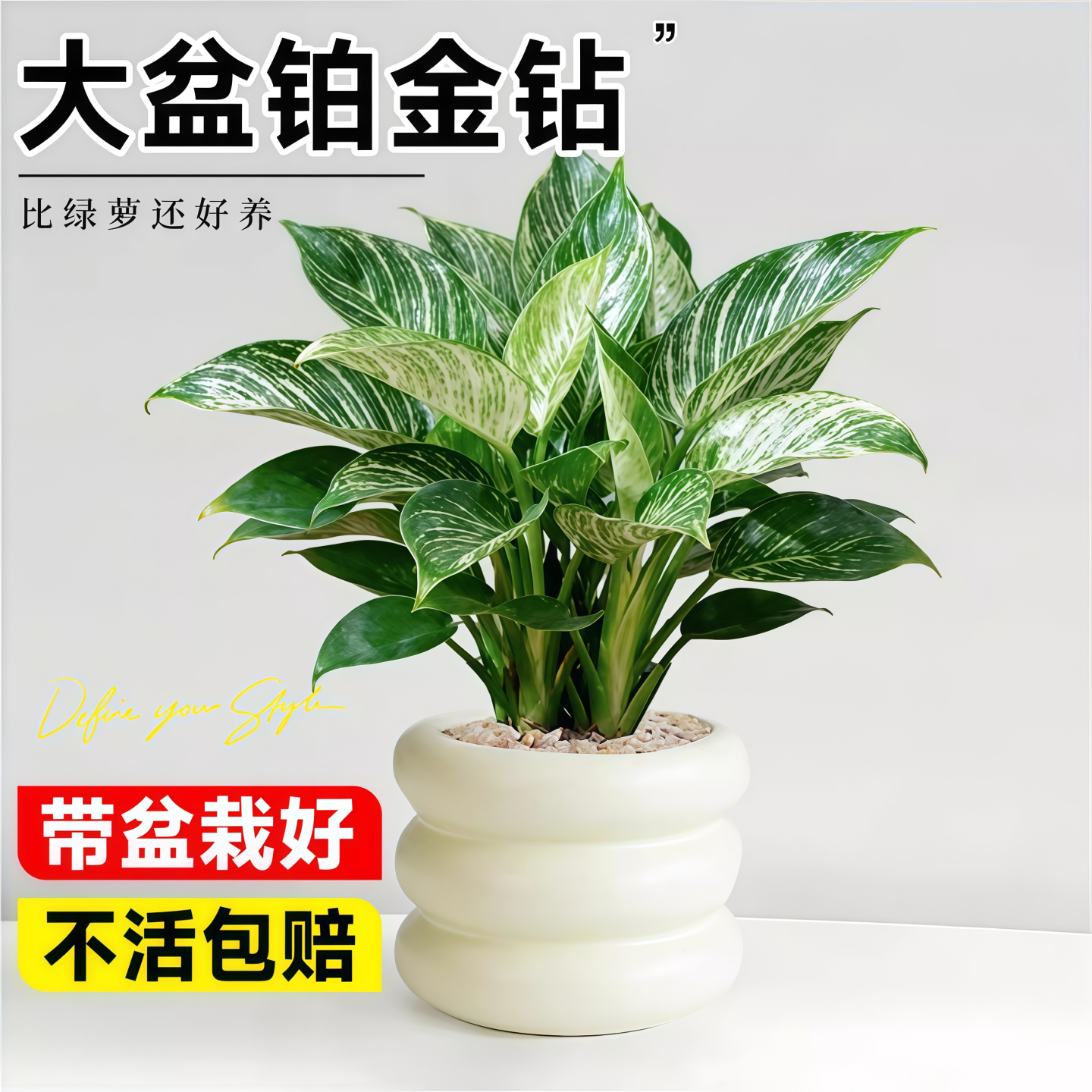 大盆铂金钻盆栽绿萝花卉植物室内