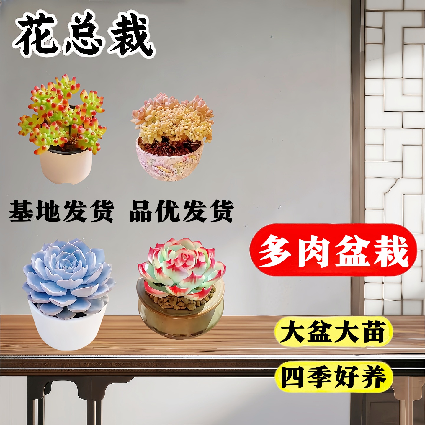 多肉植物小盆栽老桩大盆绿植大颗好养室内山地玫瑰高端不死鸟玉露