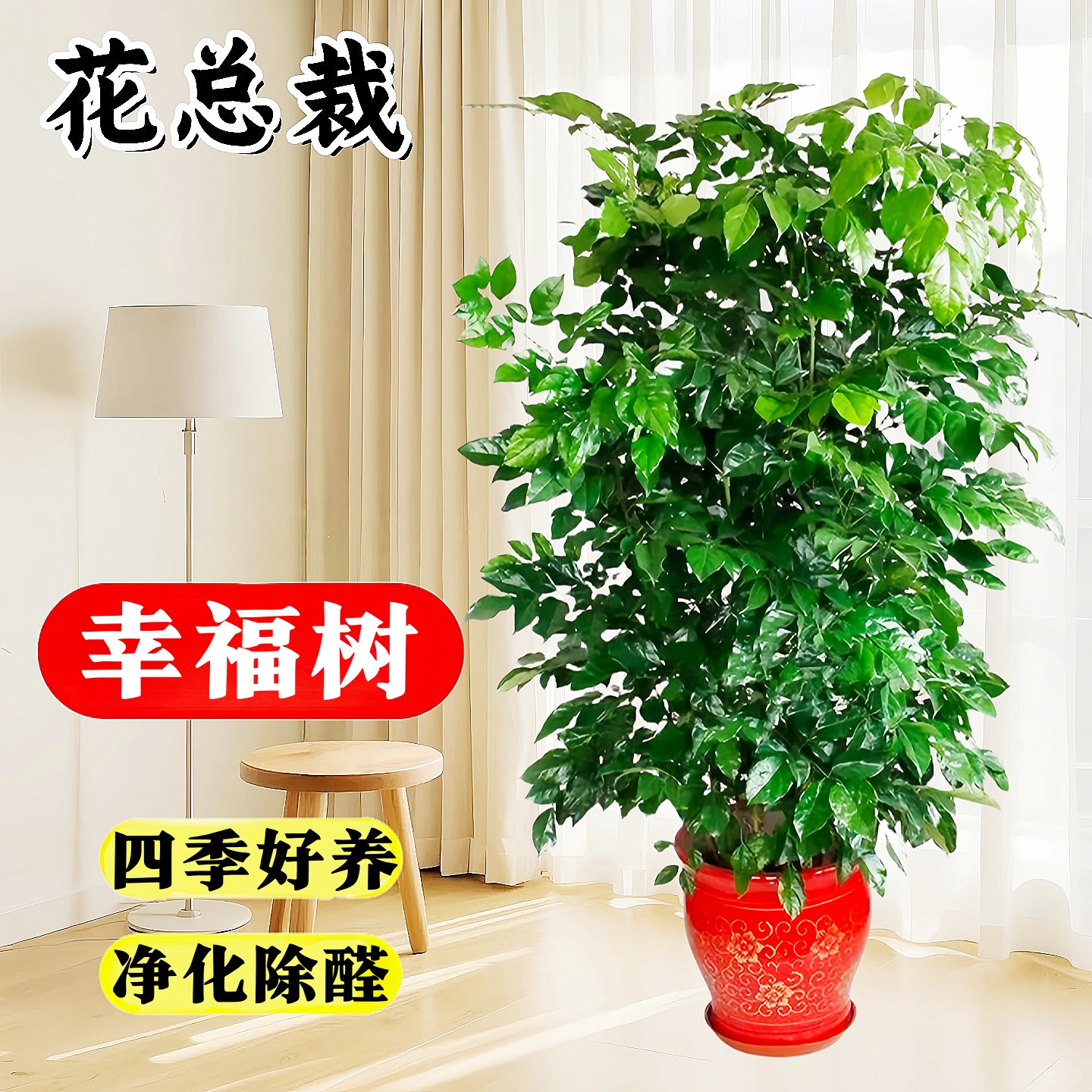 幸福树客厅盆栽大型绿植除甲醛室内净化空气平安树植物桌面小盆景
