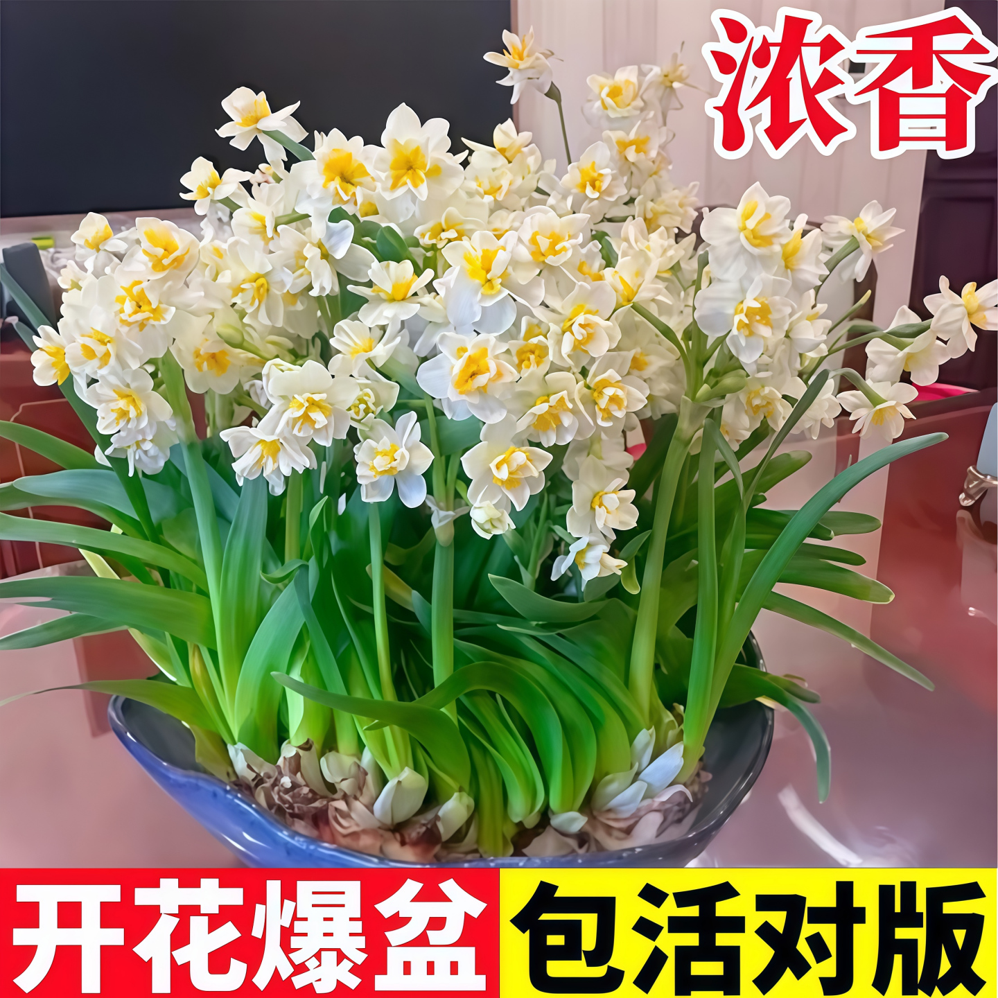 重瓣水仙花种球养盆栽秋冬