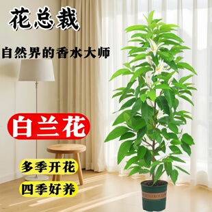 白兰花盆栽树苗老桩黄角兰带花苞室内客厅庭院花卉香水浓香型花苗
