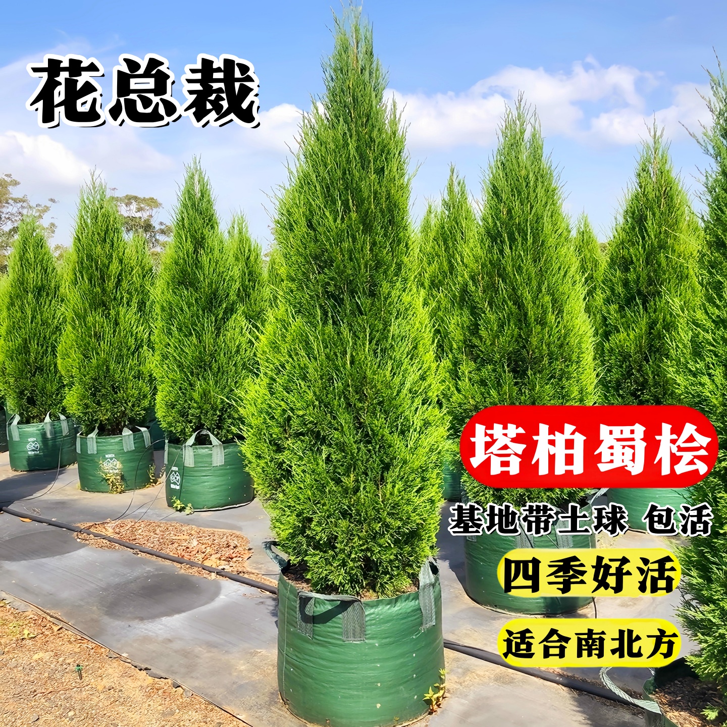 松柏树苗带土柏树侧柏塔柏龙柏松树坟地坟前墓前绿植园林绿化工程