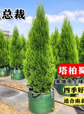 松柏树苗带土柏树侧柏塔柏龙柏松树坟地坟前墓前绿植园林绿化工程