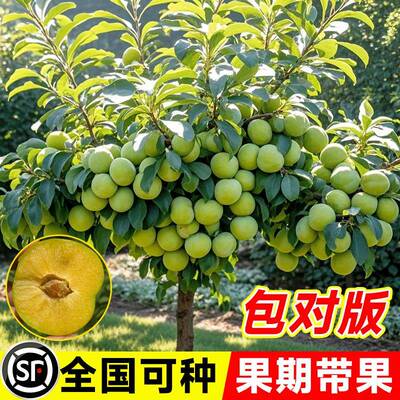 巫山脆李子树苗新品种南方北方种植早熟特大恐龙蛋嫁接晚熟无核青