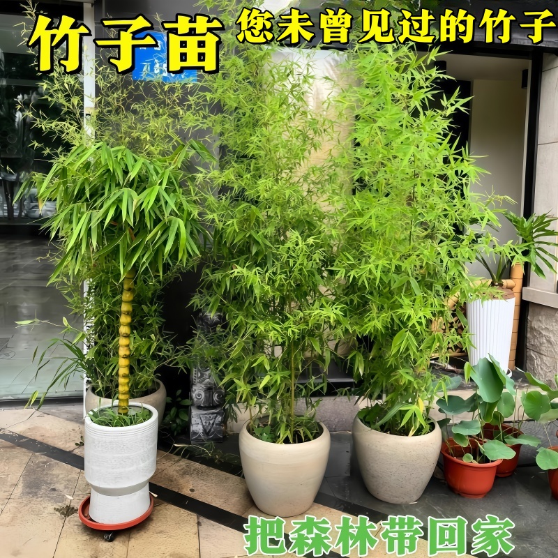 竹子庭院耐寒好养30天养死包赔