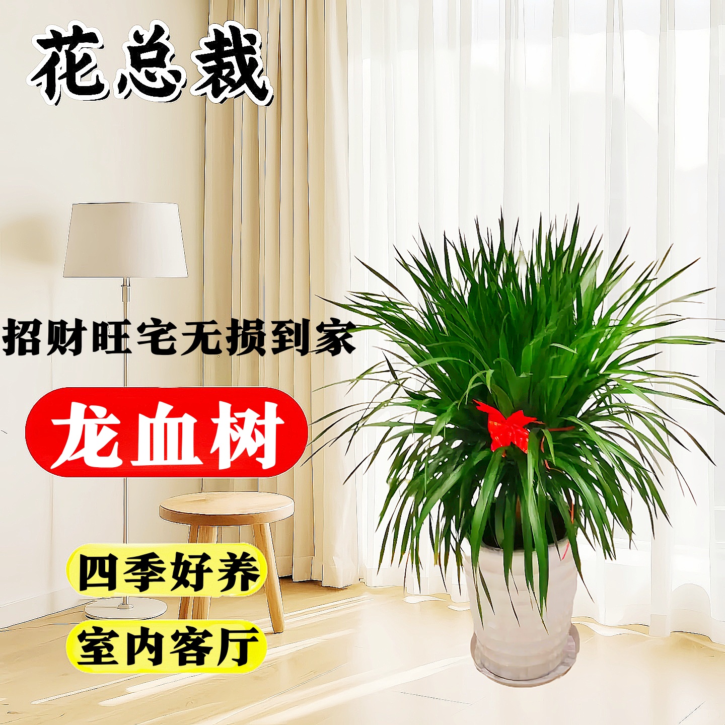 龙血树客厅绿植四季好养