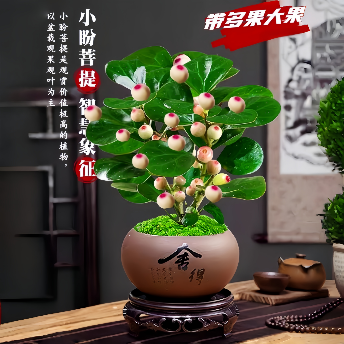 小盼菩提树盆栽带果室内客厅绿植