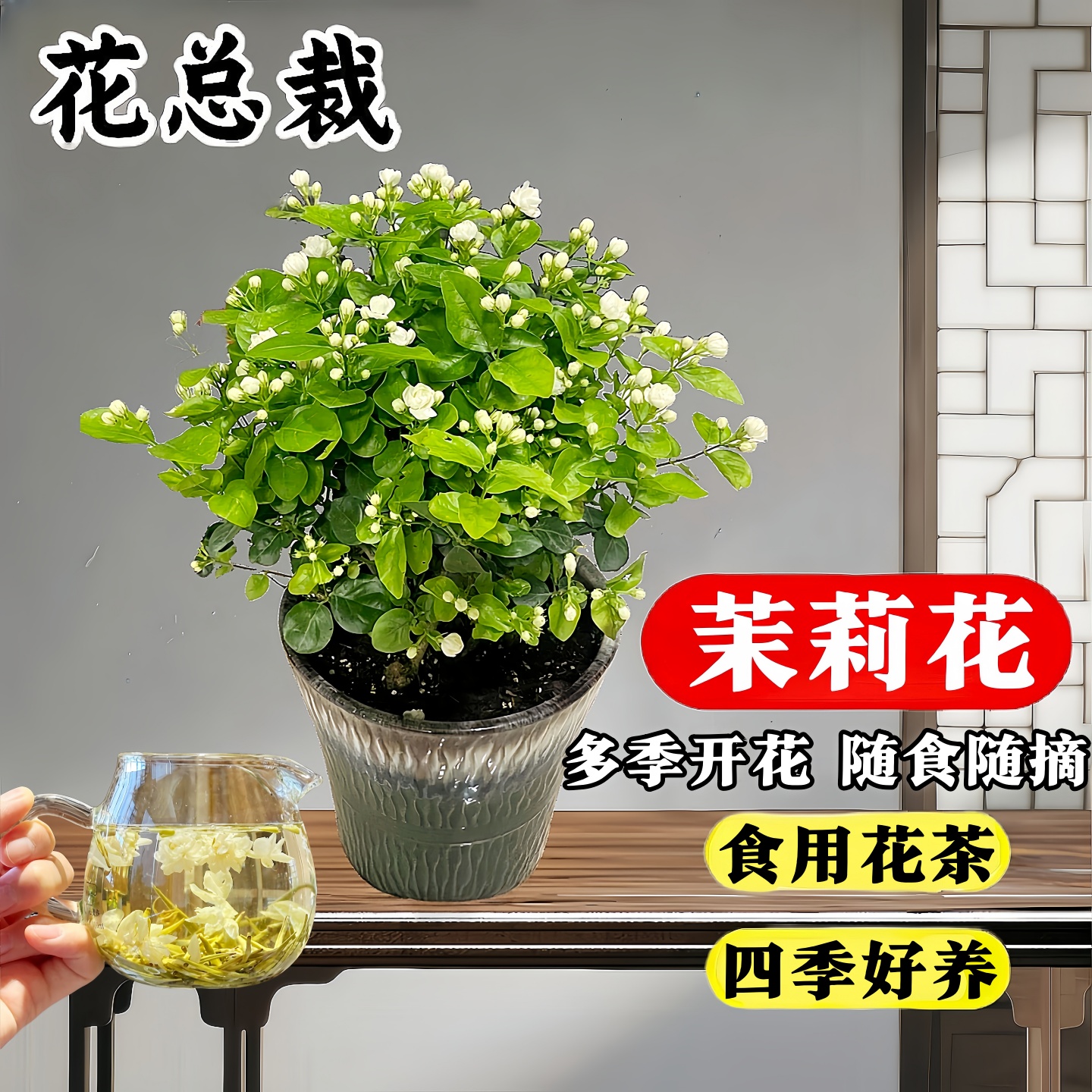 茉莉花苗盆栽带花苞栀子花卉植物