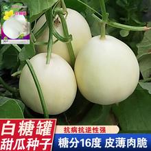 冰糖特大白沙蜜白糖罐甜瓜种籽香瓜种子春夏四季阳台盆栽水果种子