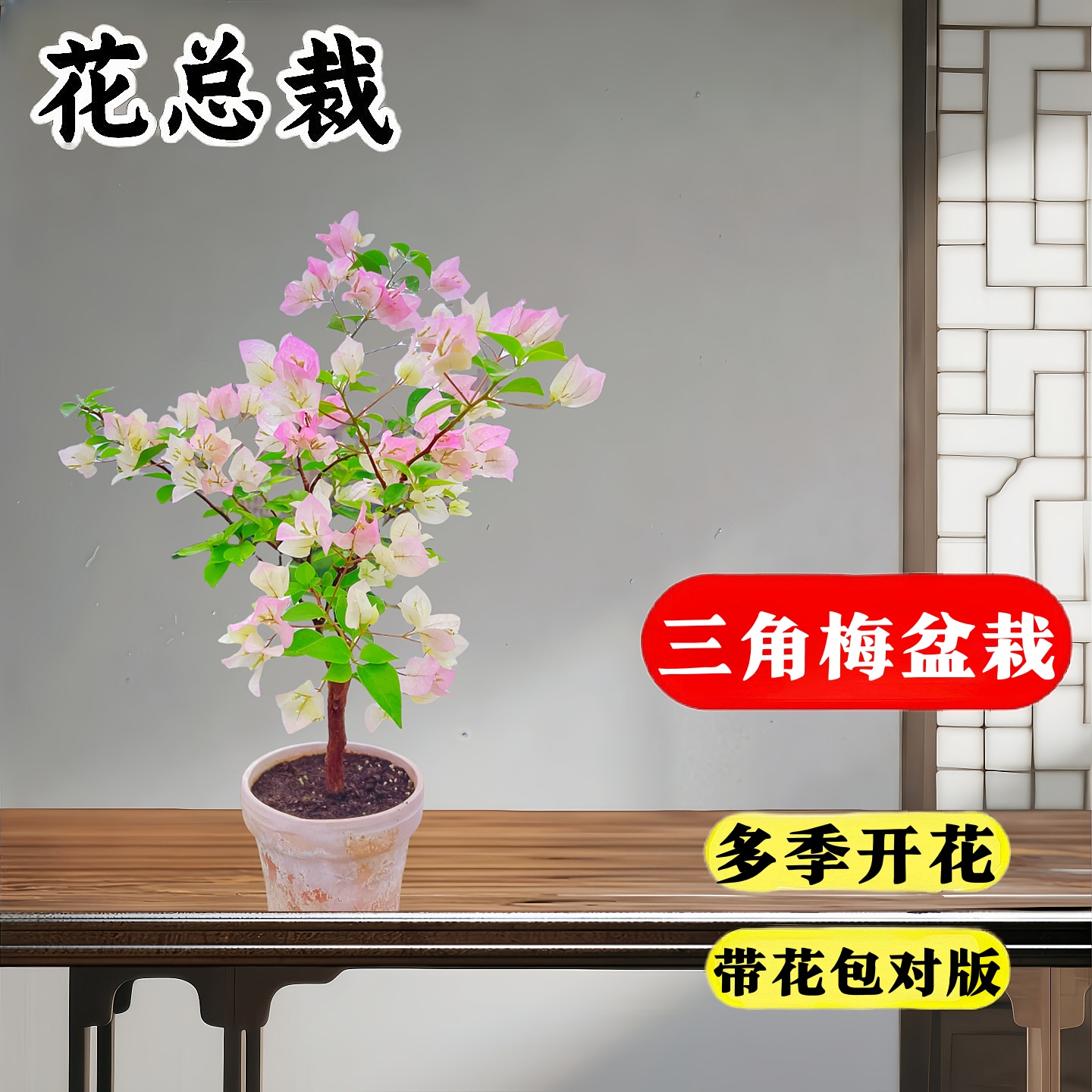 重瓣三角梅易养好活30天养死包赔