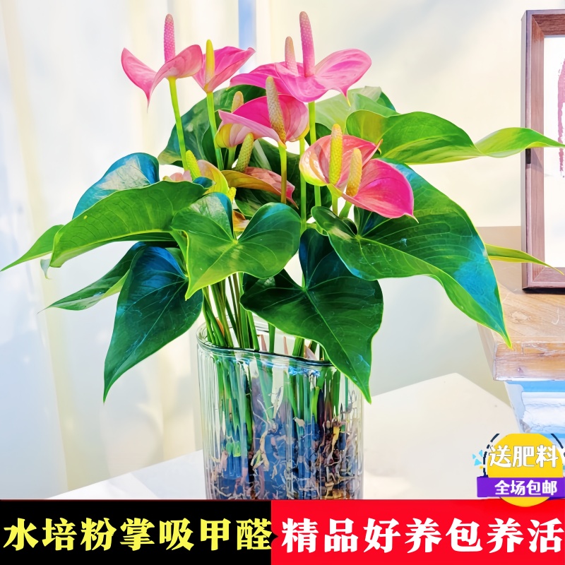 花烛水培植物粉掌盆栽花卉室内养红掌鲜花绿植办公室桌面