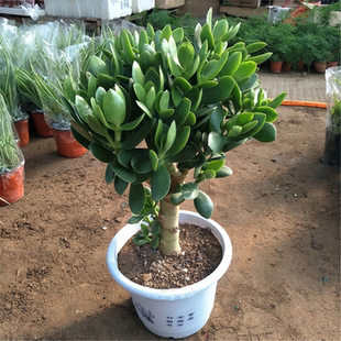 玉树老桩大株多肉植物室内阳台好养巨型桌面绿植盆栽净化空气四季