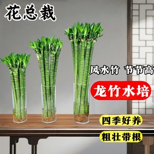 带根文昌竹龙竹富贵竹水培植物客厅招财竹室内水养绿植盆栽观音竹