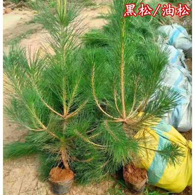 黑松树黑松大树基地直销四季常绿黑松小苗黑松苗黑松床苗松树苗