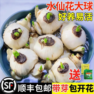 水培植物漳州水仙花种球盆栽室内水养绿植办公室桌面懒人花卉好养