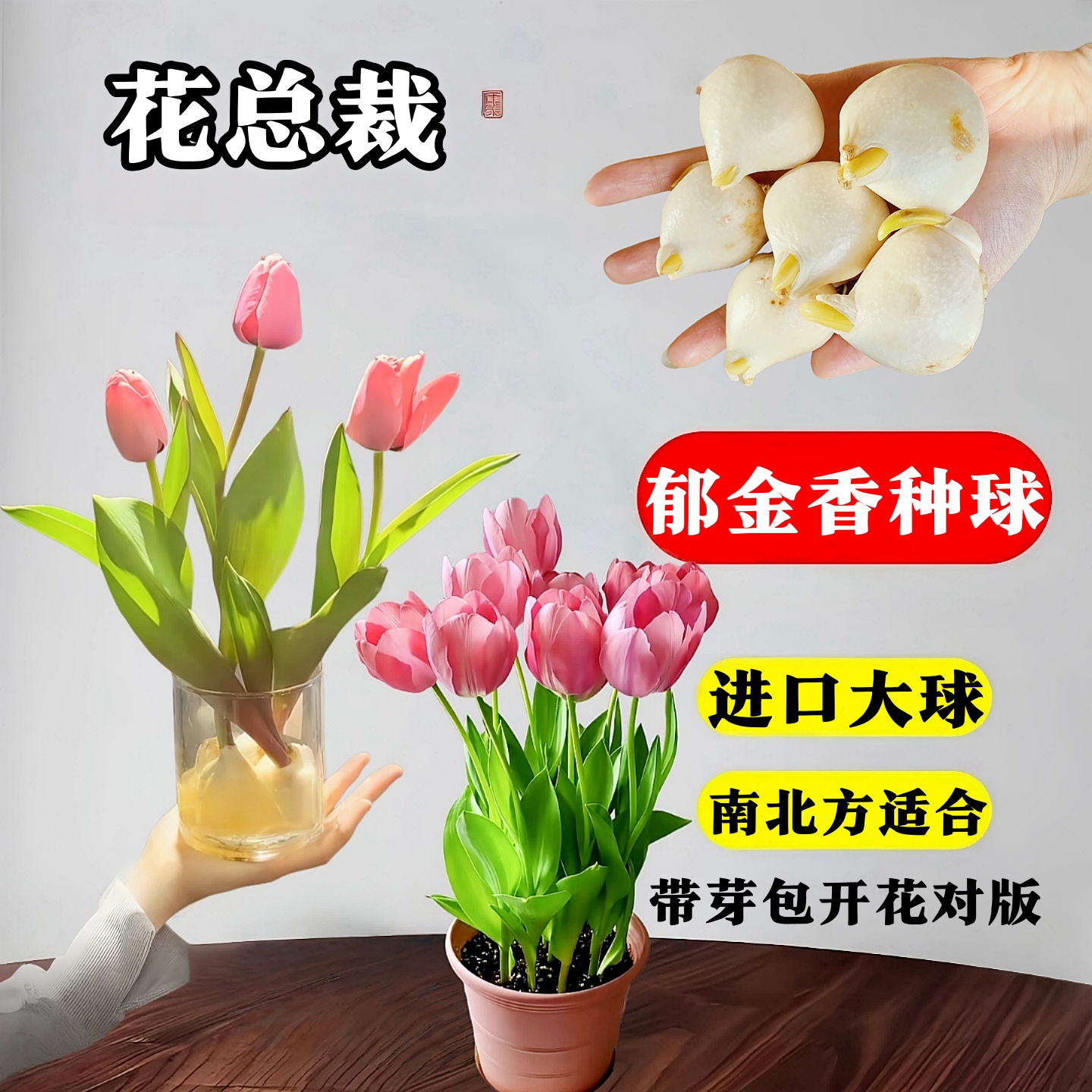 郁金香种球盆栽水培盆栽植物花卉种子阳台重瓣荷兰进口自然球耐寒