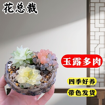 玉露多肉植物新品冰灯玉露白莲花粉色玉露室内办公室盆栽