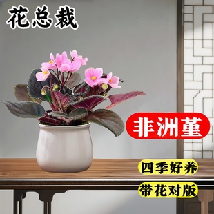非洲堇紫罗兰盆栽带花苞重瓣四季 大苗迷你客厅阳台好养活花卉植物