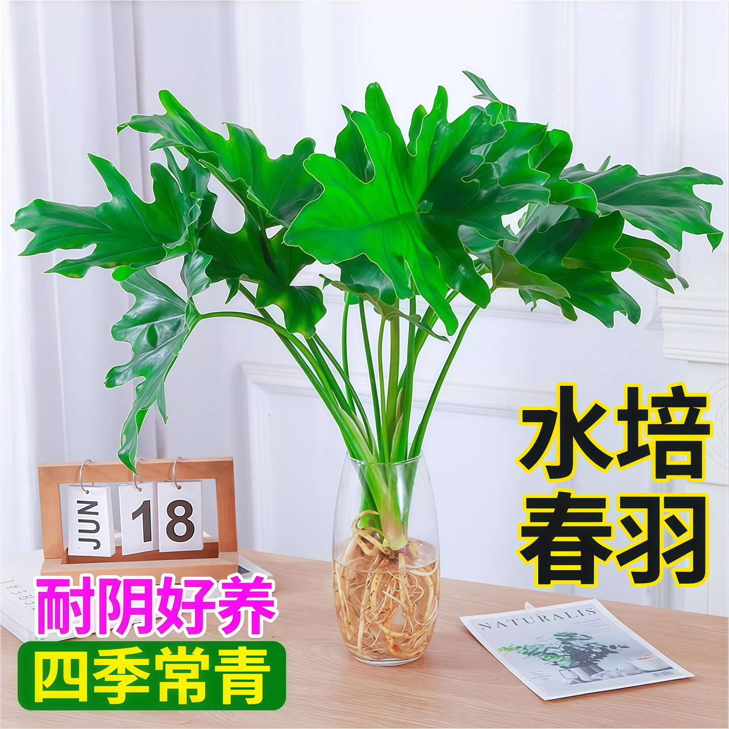 水培植物春羽盆栽蔓绿绒室内办公桌面龟背竹春雨绿植常青绿萝好养