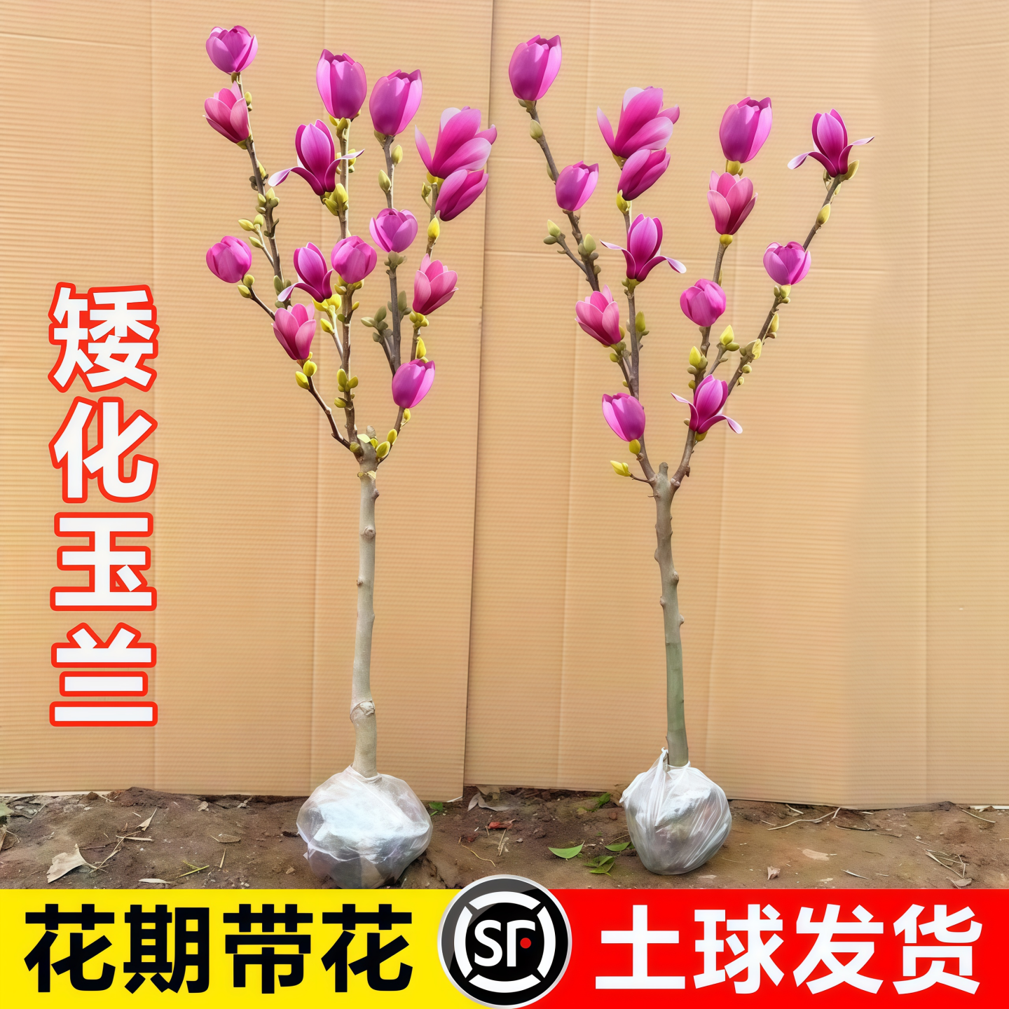 矮化玉兰花树苗带花苞紫玉兰盆栽