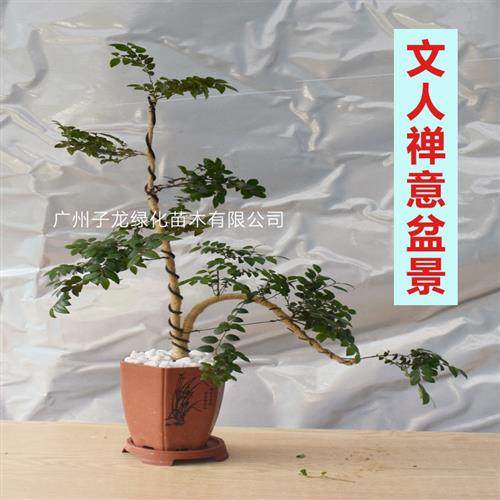 珍贵黑骨茶紫檀树苗盆栽庭院室内外客厅净化空气四季常青绿植盆景