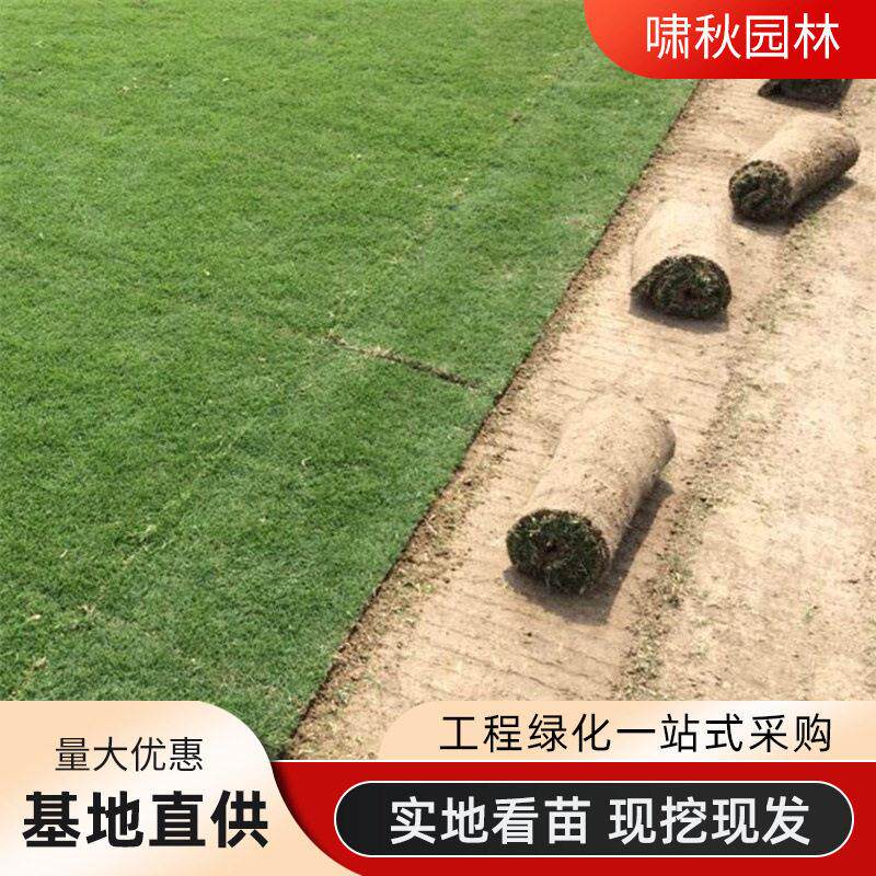 百慕大带泥土真草坪马尼拉带土草皮四季青果岭草别墅庭院工程绿化