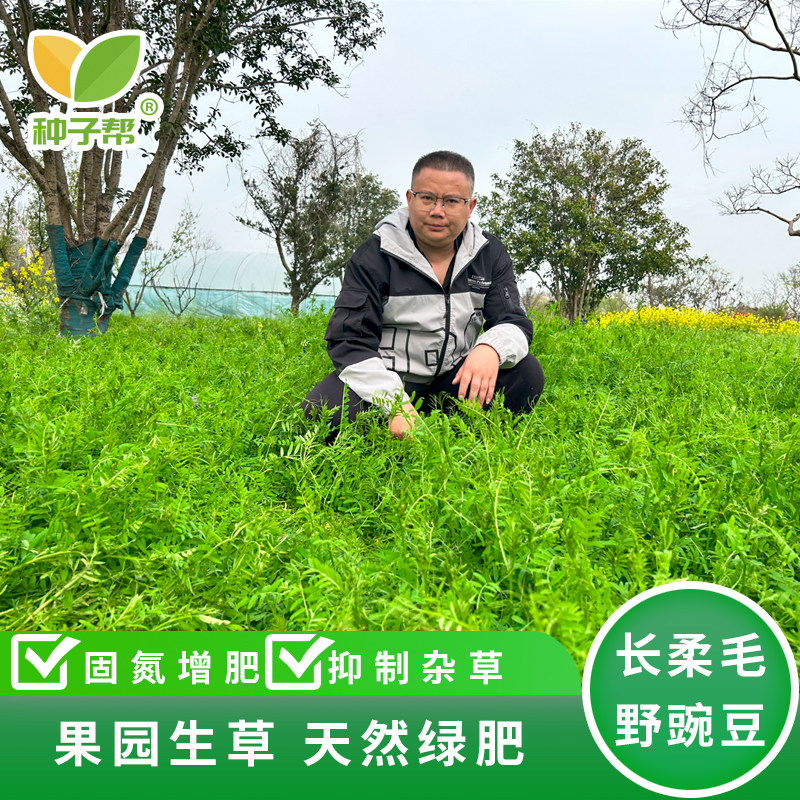种子帮精选长柔毛野豌豆种子