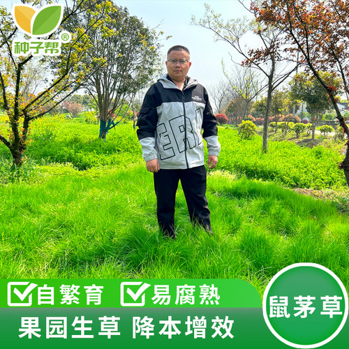 种子帮精选鼠茅草种子