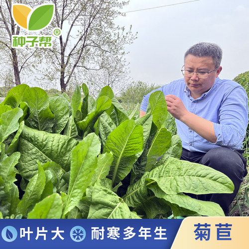大叶菊苣种子多年生阔叶菜牧草