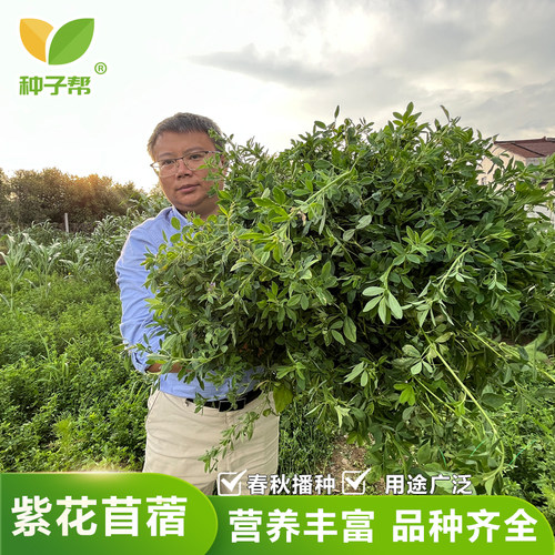 种子帮精选紫花苜蓿种子
