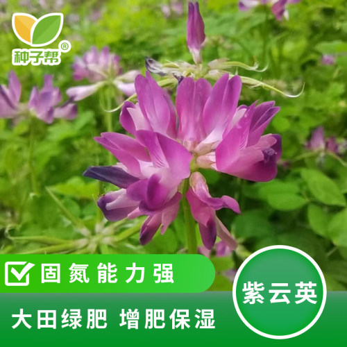 种子帮精选紫云英种子