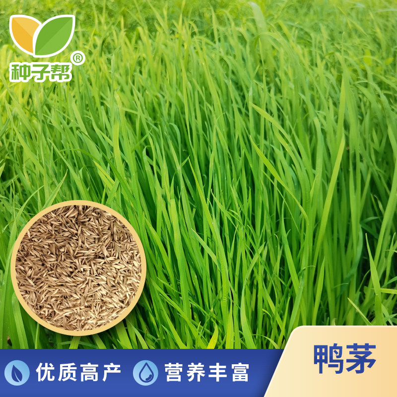 种子帮精选鸭茅草种子
