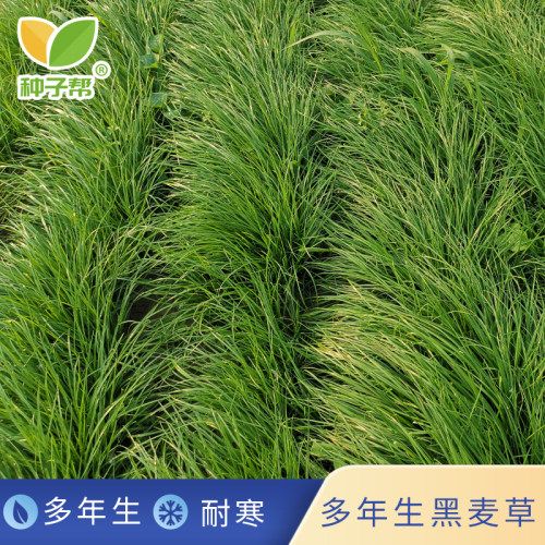 种子帮精选多年生黑麦草种子
