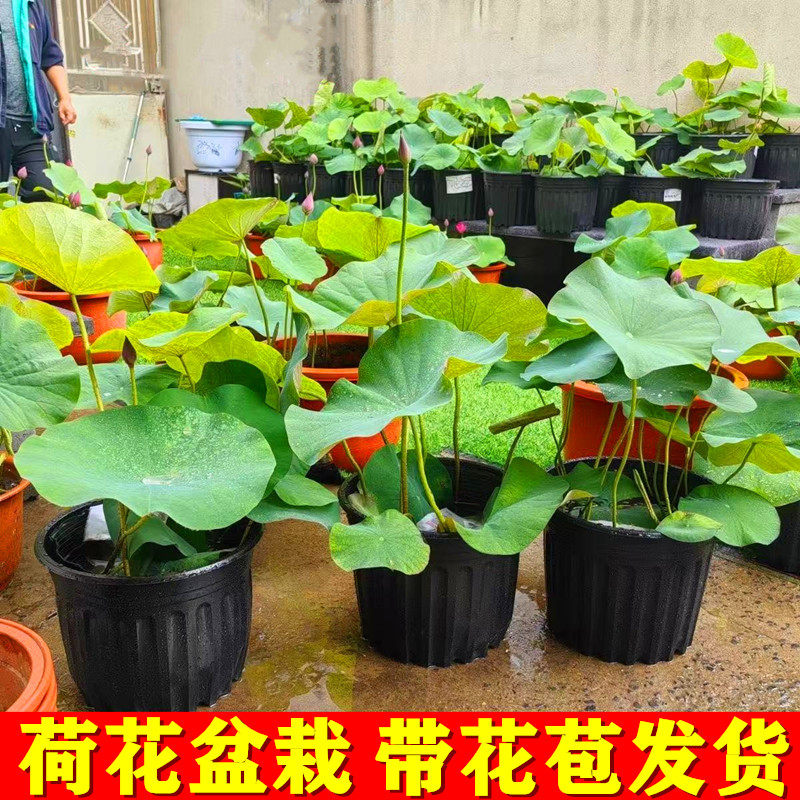 成品荷花苗带盆莲藕根苗水缸盆栽大型莲花藕观赏水培水养池塘碗莲