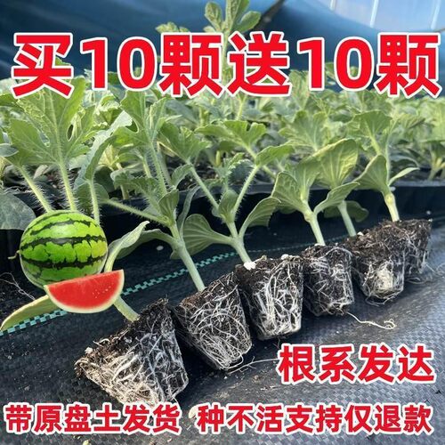 西瓜苗嫁接8424特甜麒麟超甜无籽美都西瓜秧苗盆栽地载种植西瓜苗