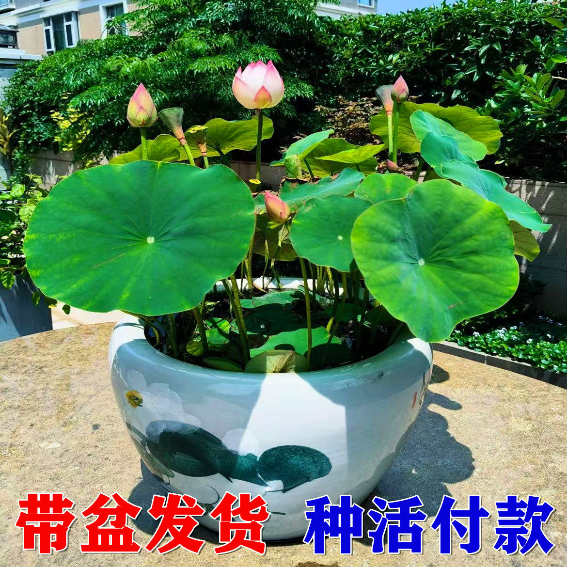成品荷花苗带盆莲藕根苗水缸盆栽大型莲花藕观赏水培水养池塘碗莲