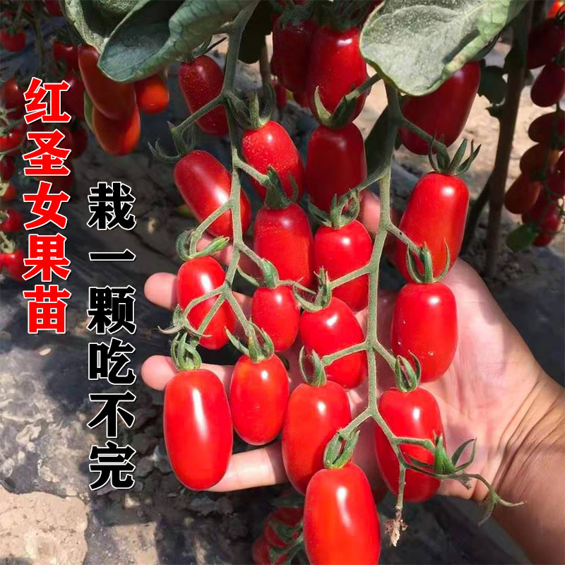 红圣女果苗蔬菜苗幼苗番茄西红柿家庭园艺种子