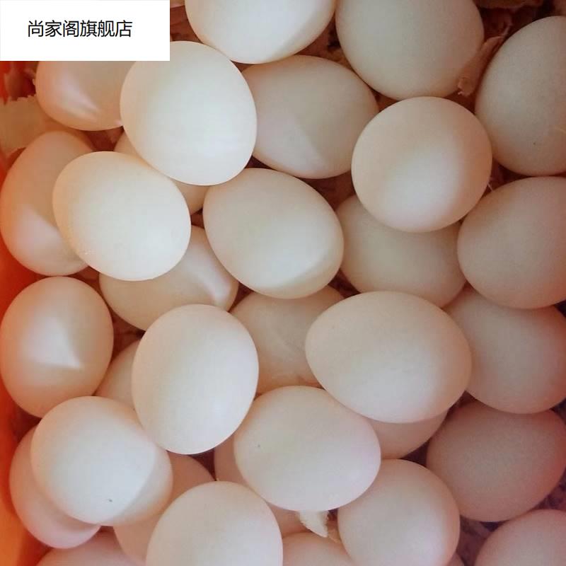 推荐玄凤受精蛋鸟蛋可人工孵化玄风宠物鹦鹉原始黄化白子种蛋手养